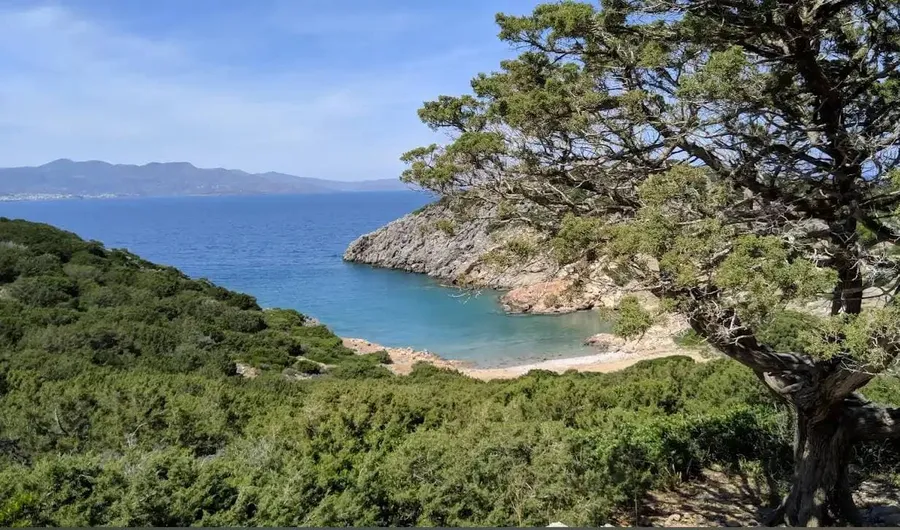 Small sandy cove with clear water and a tree by the shore at Chartalami Kolymbou